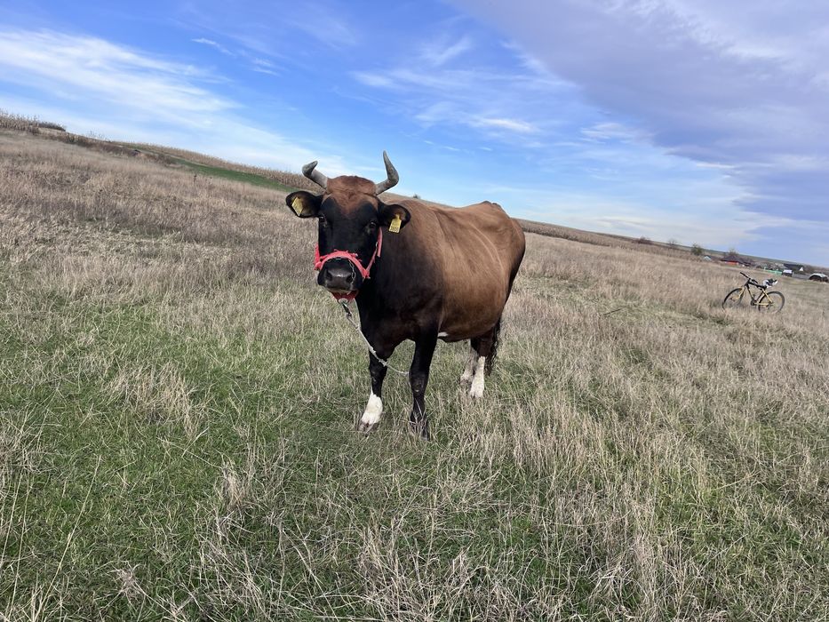 Vând Vacă  de 7 ani