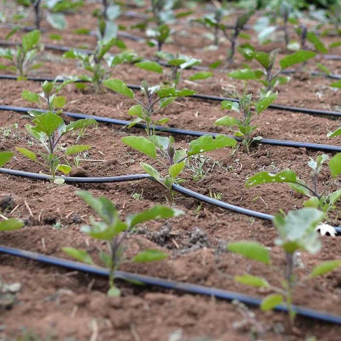 Лентов капков маркуч капки през 20см и 30см капково напояване маркучи