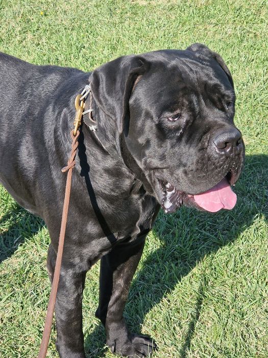 Cane Corso - mascul full black