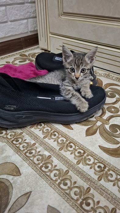 Отдадим в добрые руки котят