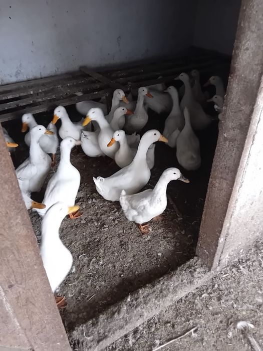Rațe Pekin, rasă mixtă