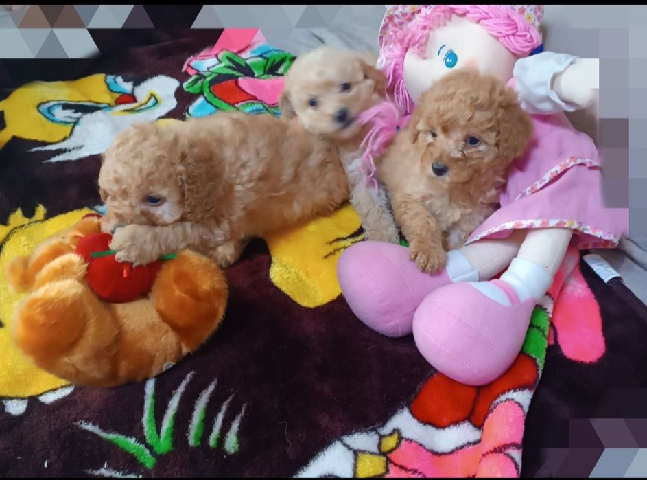 Щенки Пудель карликовый