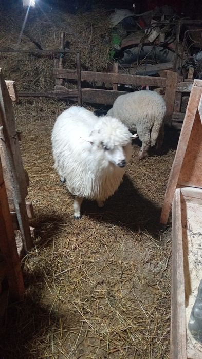 De vânzare mieluta de anul trecut