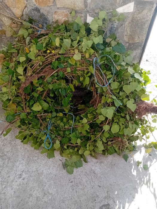 Vând iederă plantă cu frunza veșnic verde