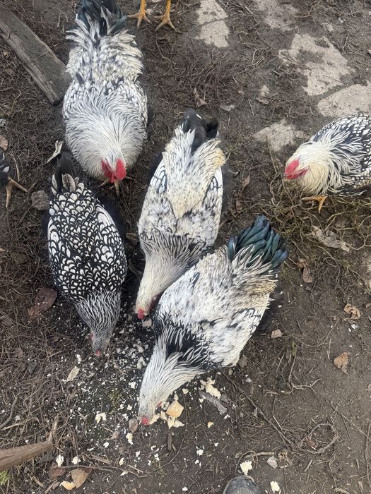 Vând cocosi wyandotte argintii