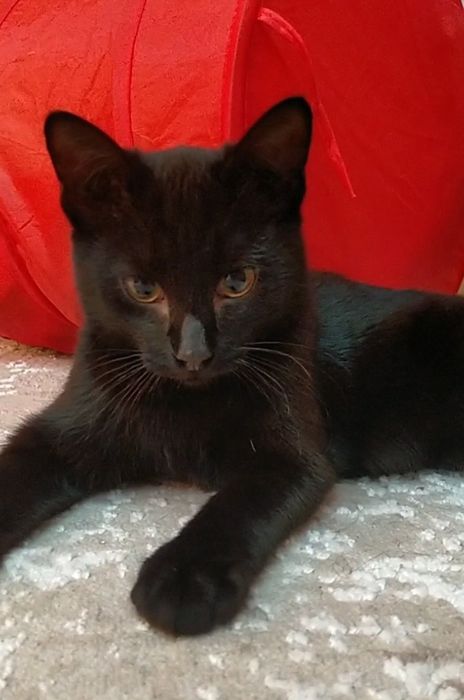 Котёнок мальчик 5 месяцев