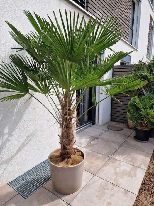 Plante ornamentale,  tuia, magnolia, gard viu, plante exotice,palmieri