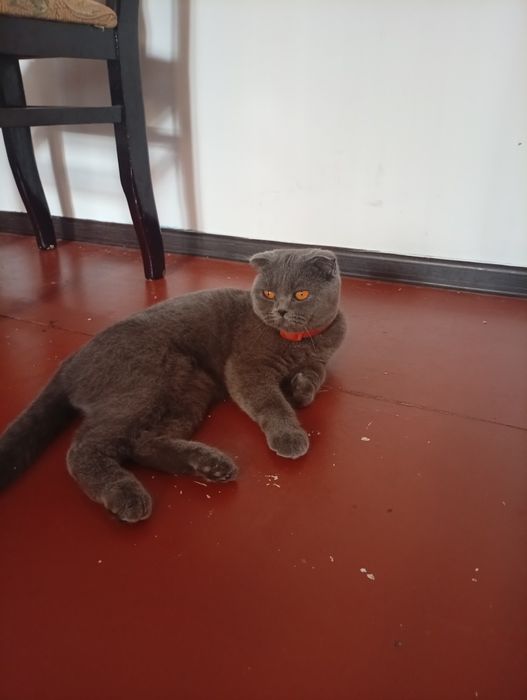 Харошая домашная кошка