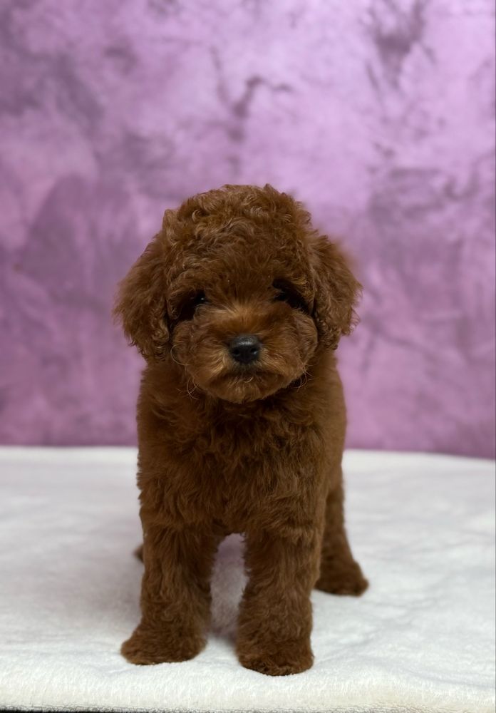 Poodle TOY RED - cu pedigree!