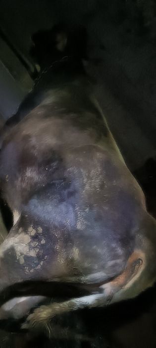 Продам жирную корову на мясо