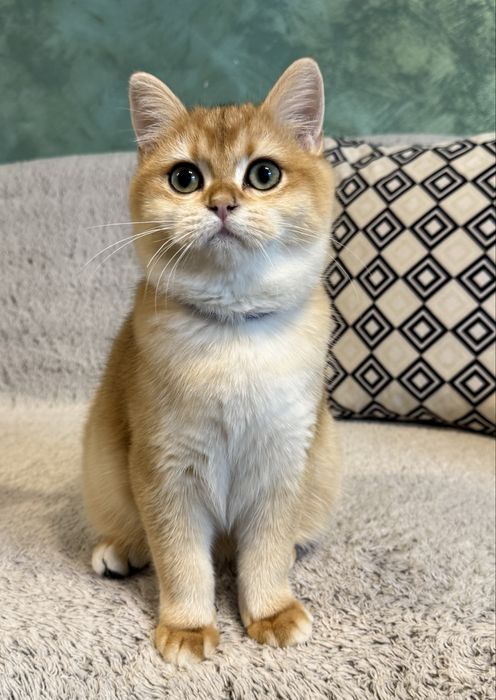 British shorthair