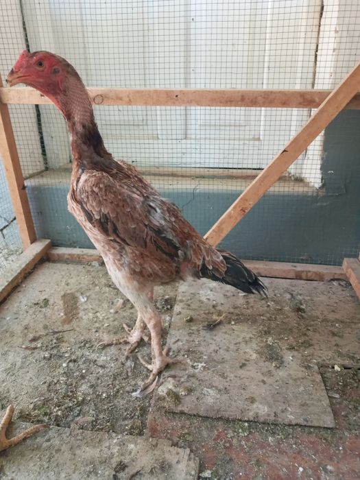 Dakan tovuq 1yow sotiladi bedana par