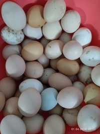 Яйца домашние 10штук 700 тенге