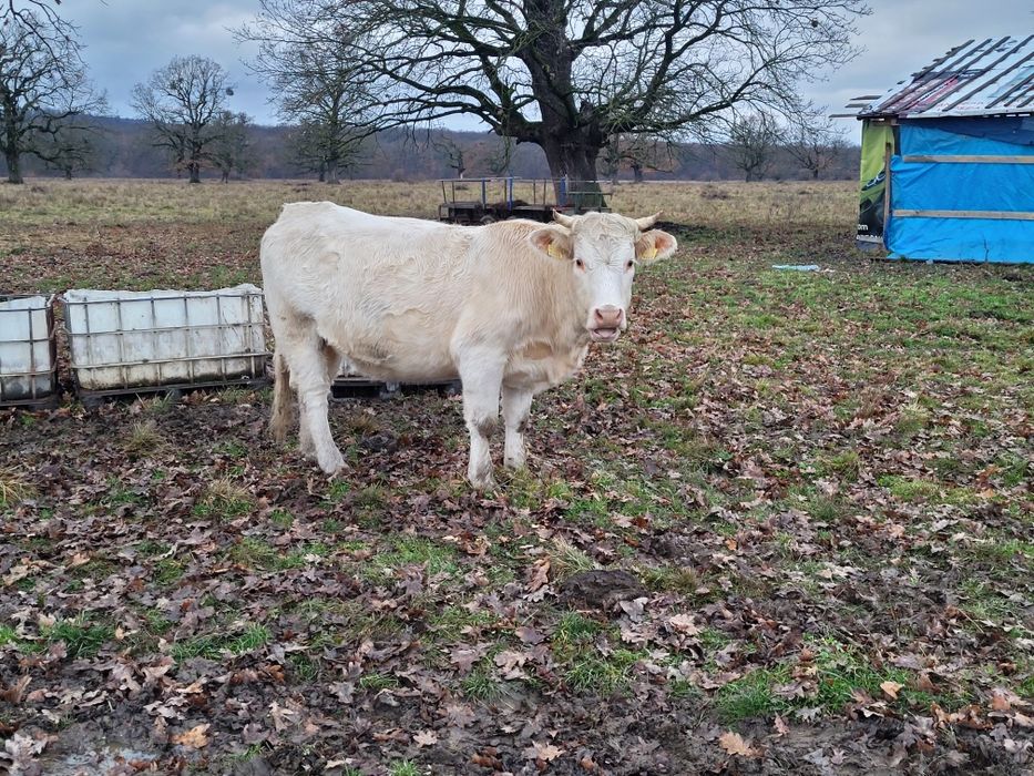 Juninci charolease si taur