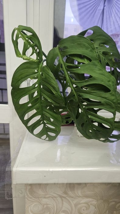 Продам домашние цветы