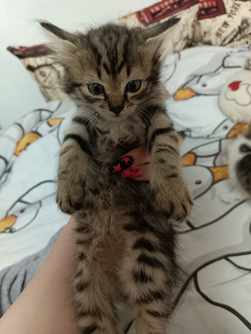 Отдам котенка девочка