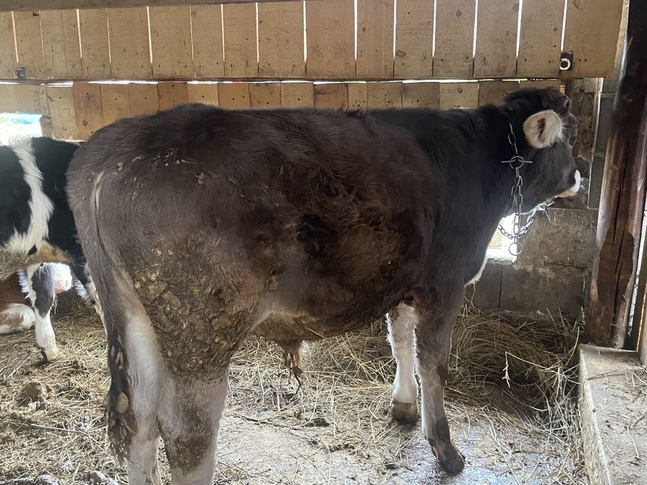 Tauras de vanzare bruna de maramures