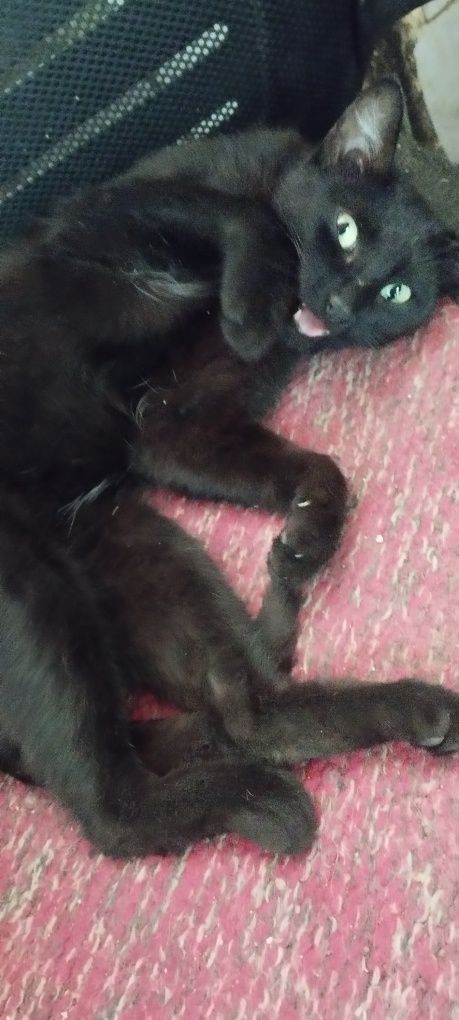 Кошечке нужен дом
