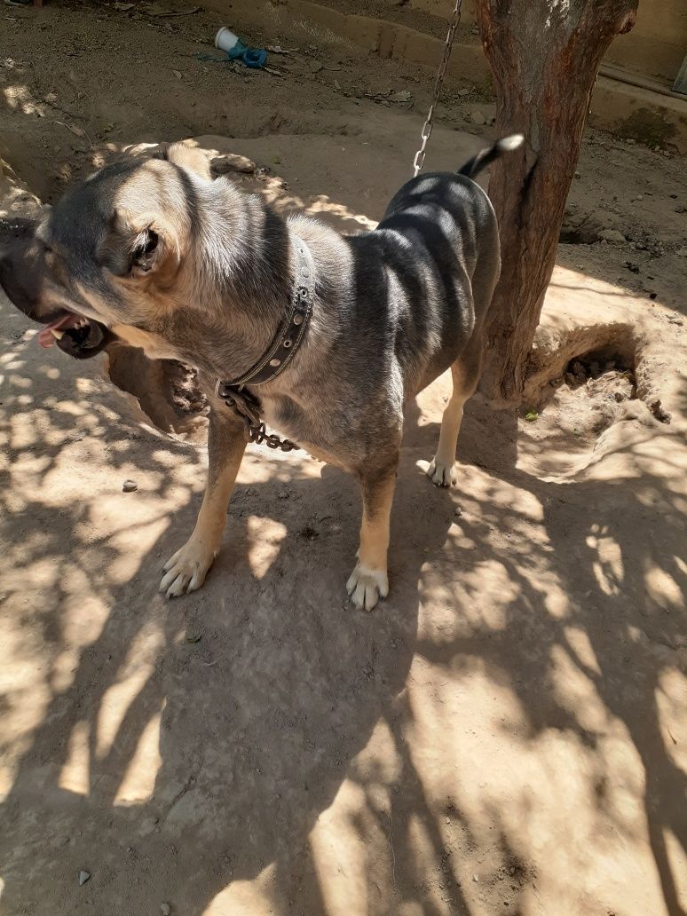 Kangal zotli kuchuk,urgochi,deyarli 1 yosh