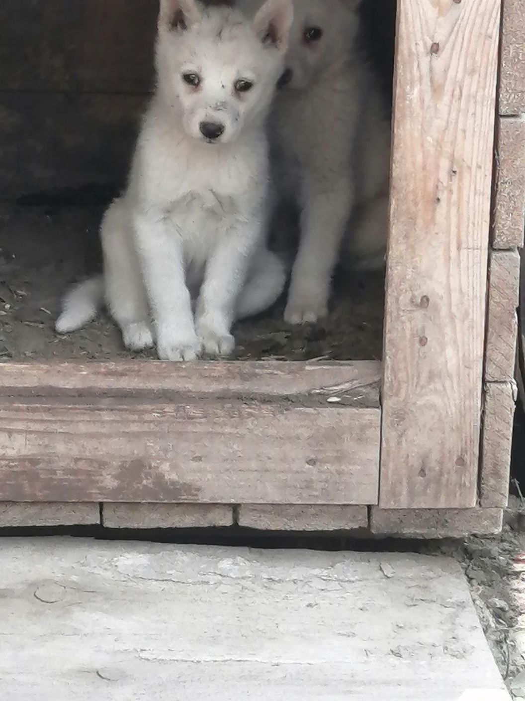 Щенки рабочяй сабак