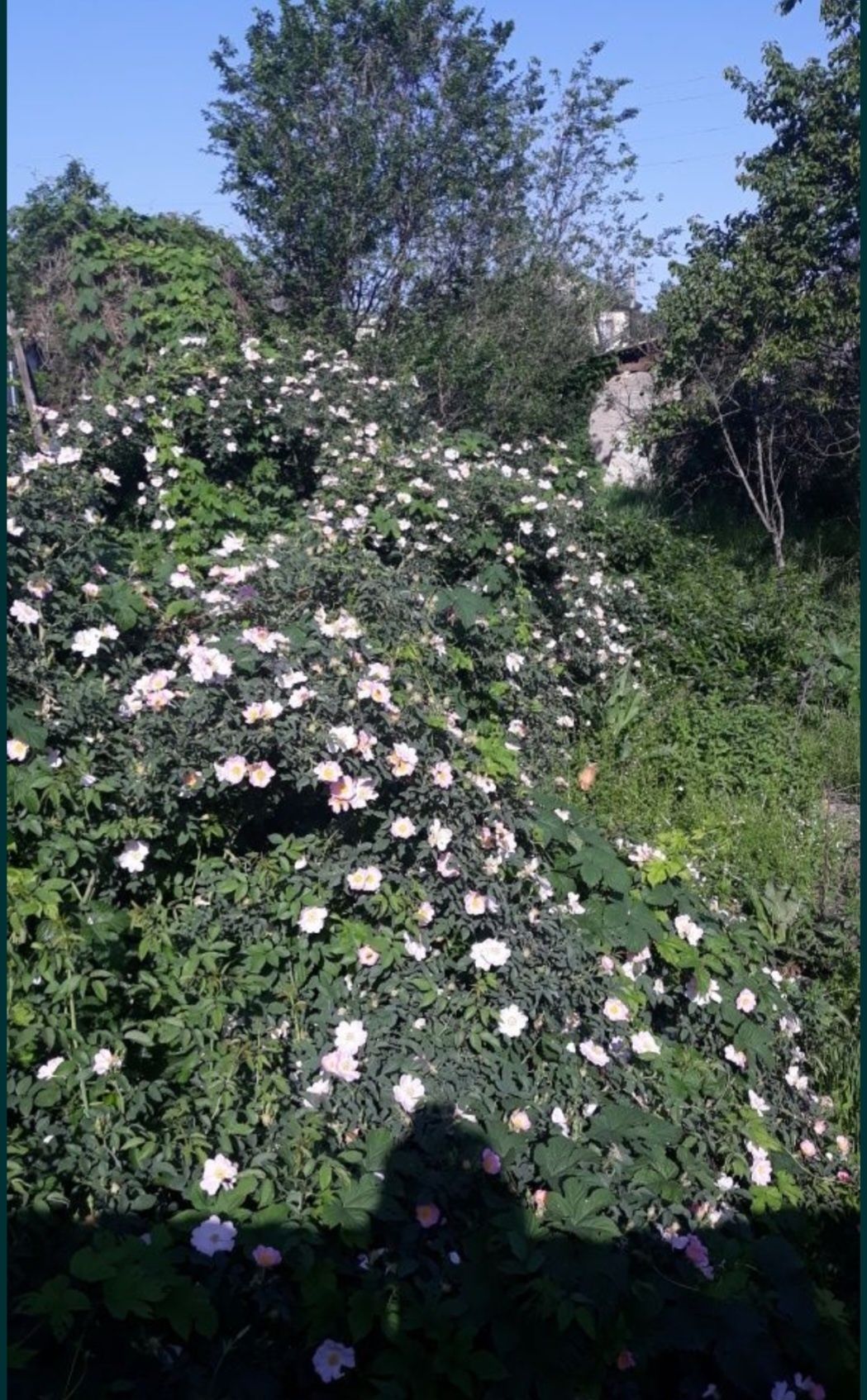 Домашние растения, персики, вишня,