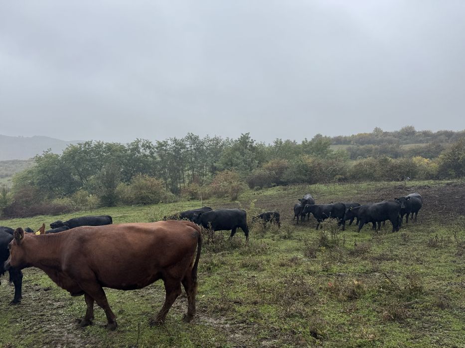 Vand vaci Aberdeen Angus