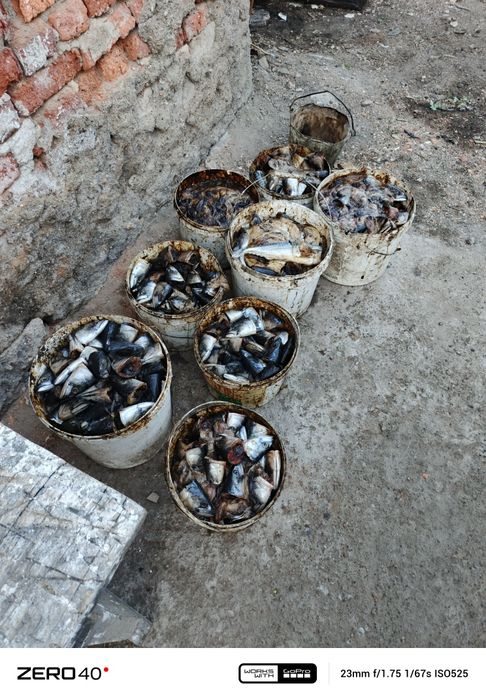 Отдам рыбные отходы