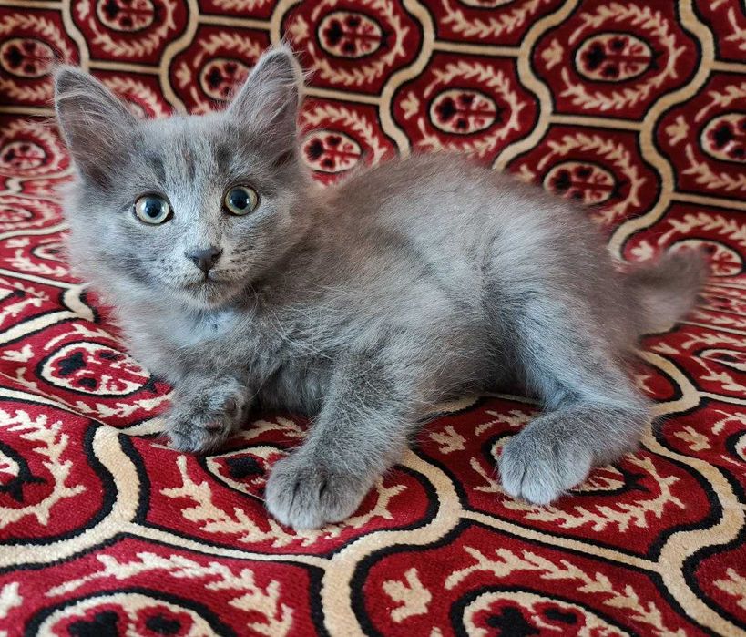 Кошечка в добрые руки