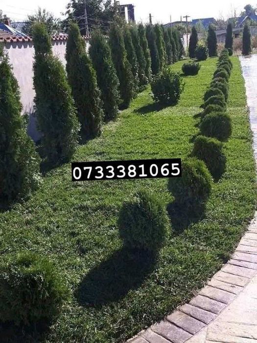 Plante Decorative
