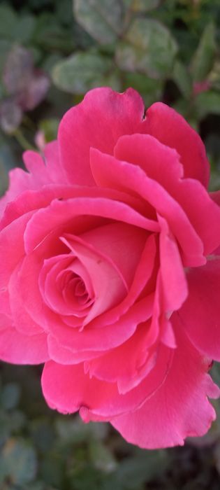 Optim gul kõchatlari