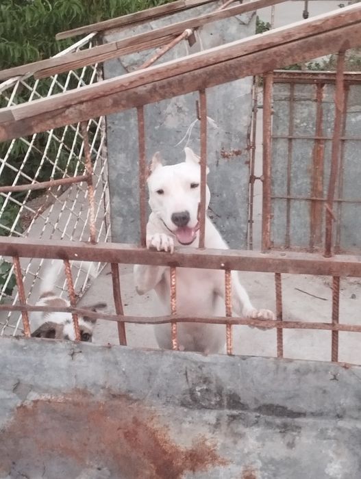 Вязка американский питбуль терьер