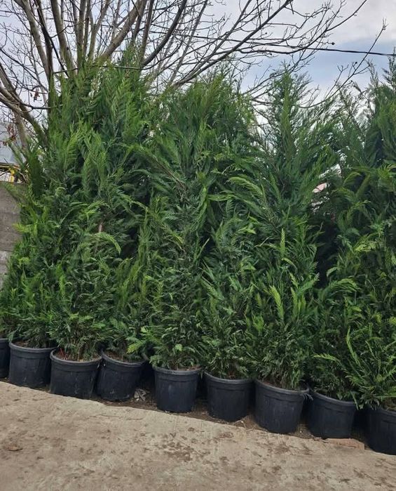 Plante Decorative Lylandii Brazii