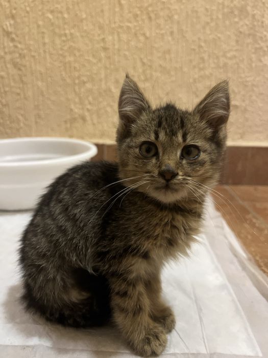 Отдам в добрые и ответственные руки