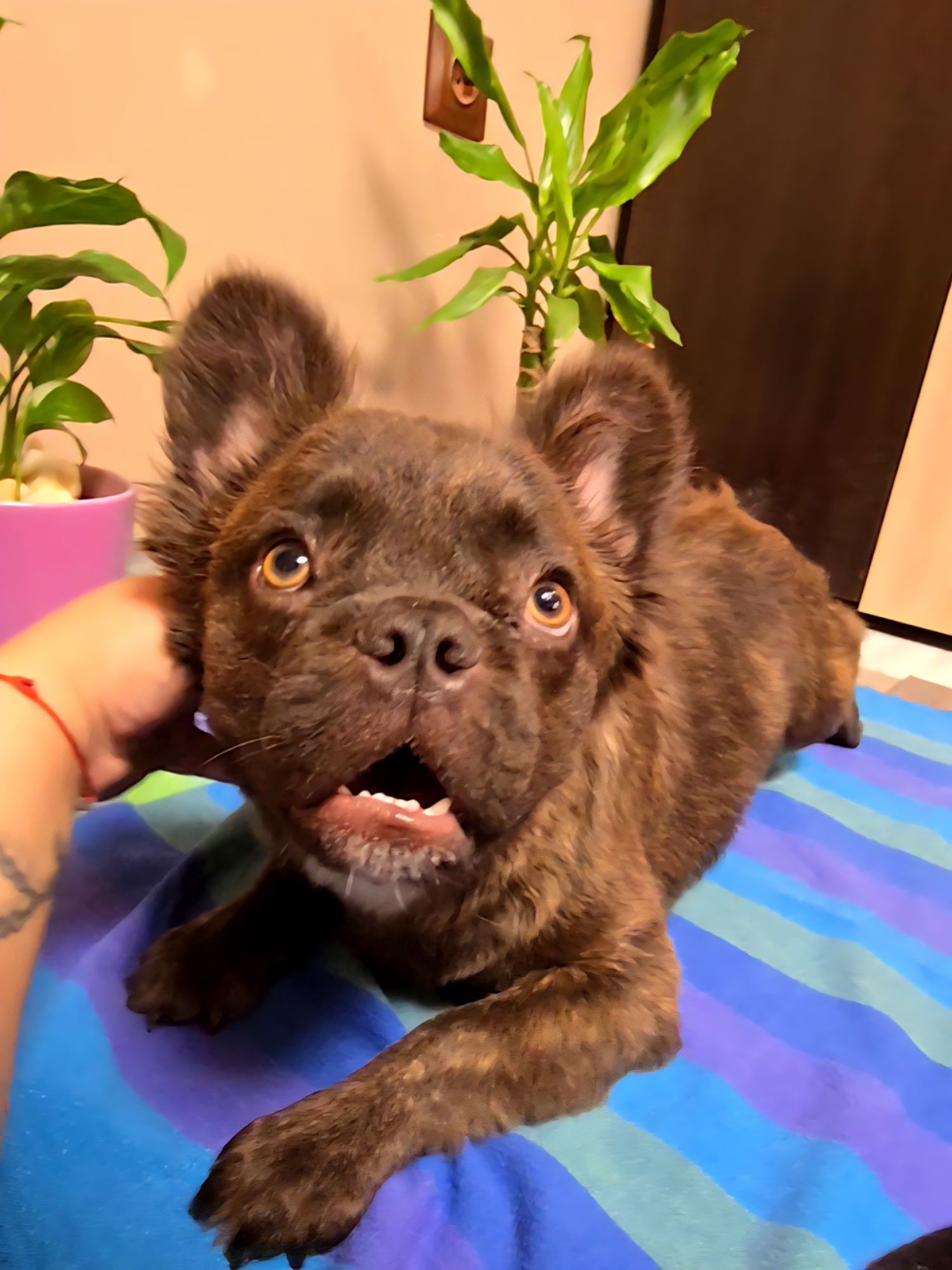 *FLUFFY* Френско Булдоче