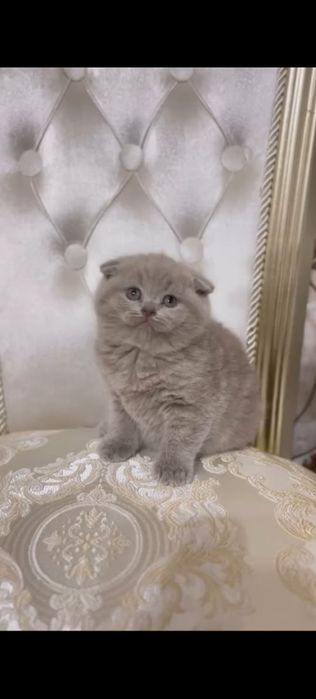 Скотиш фолд (мишка порода)