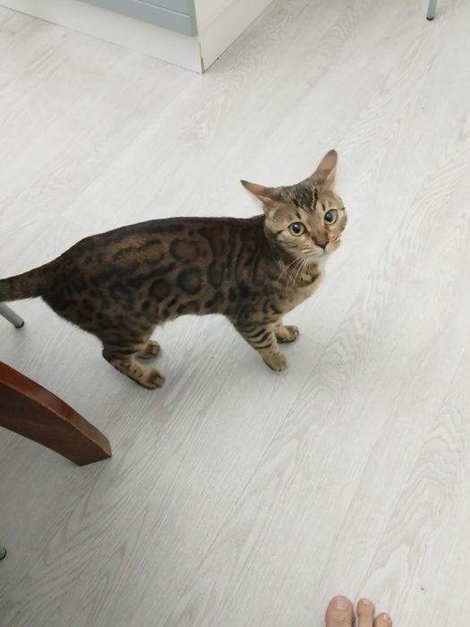 Отдам в хорошие руки