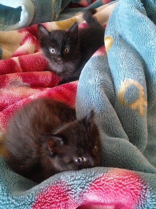 Отдам котят в добрые руки