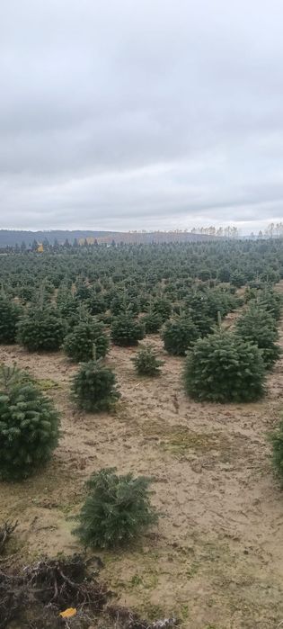 Brazi bogați ideali pentru multe ornamente