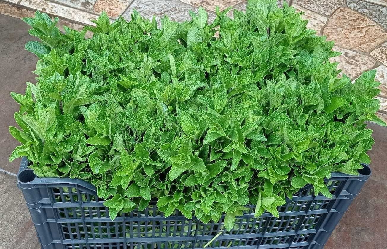 menta oregano cimbrisor salvie rozmarin