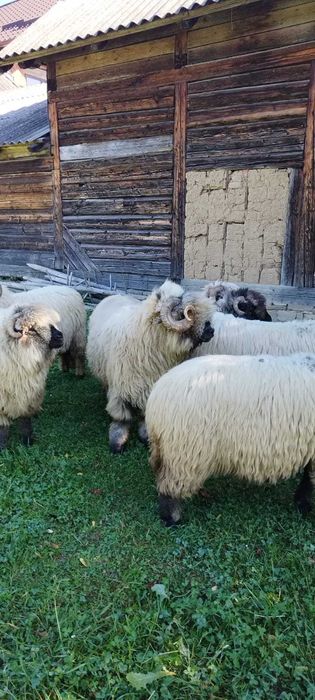 Berbec de vânzare