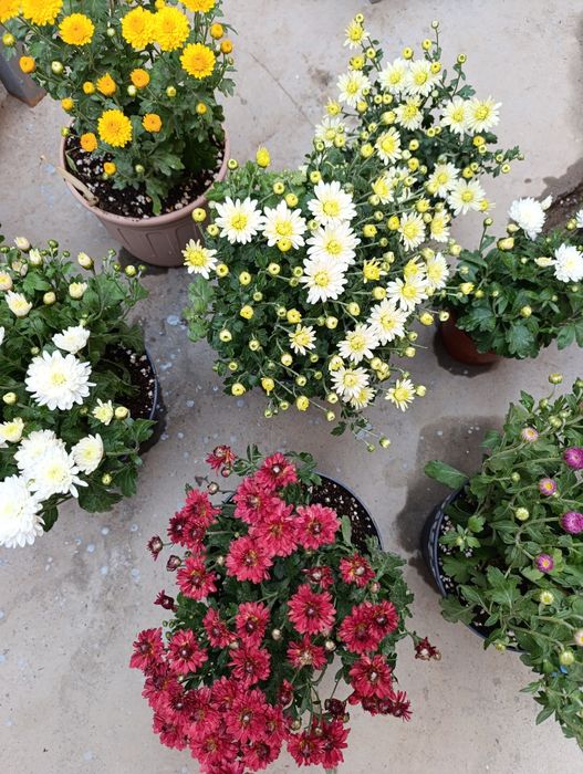 Гул совғага учун.  Цветы