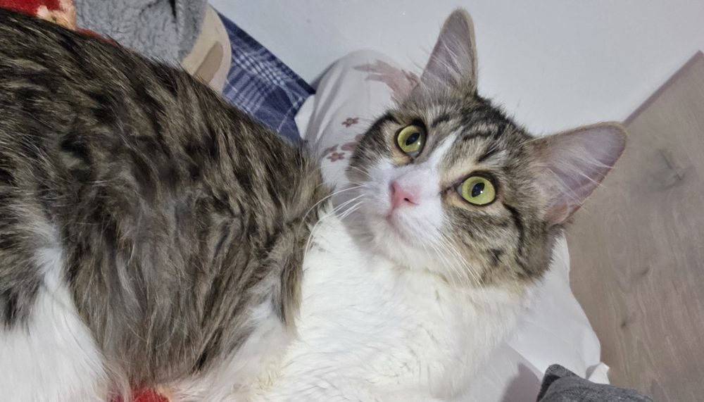 Pisicuță 5 luni pentru adopție