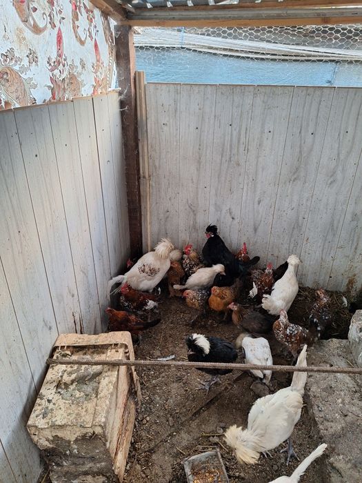 Gainusi pitice si motate