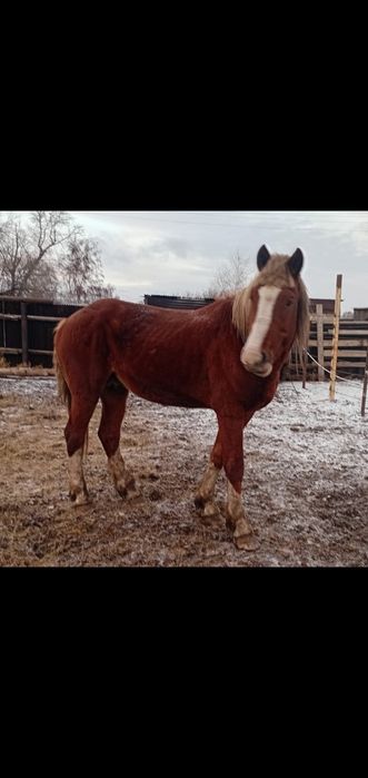 Продам жеребца 5 лет
