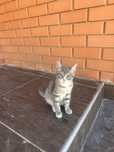котенок породистый
