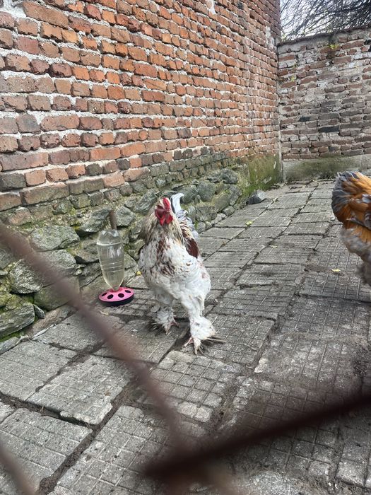 Продават се петли брама