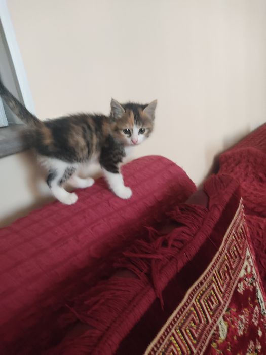 Очаровательные котята, девочки