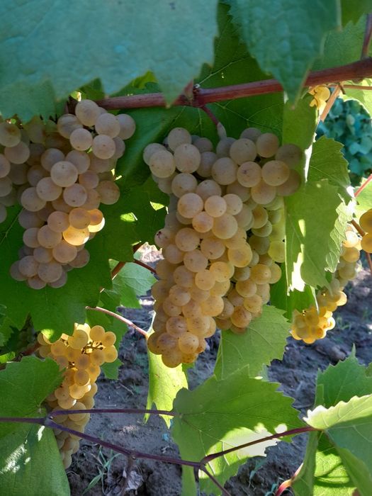 Vând struguri de vin