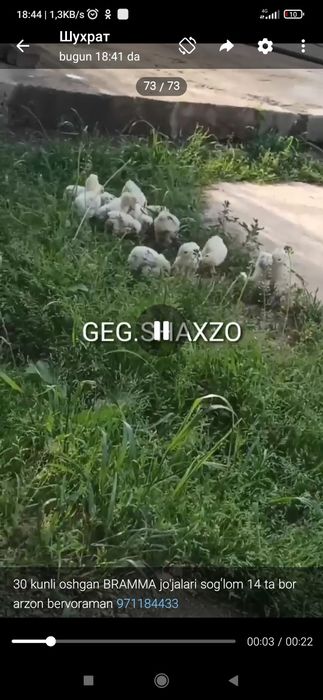 Gegant Qora shaxzoda toza qon Svetliviy BRAMMA jo'jalari bor 30 kunlid