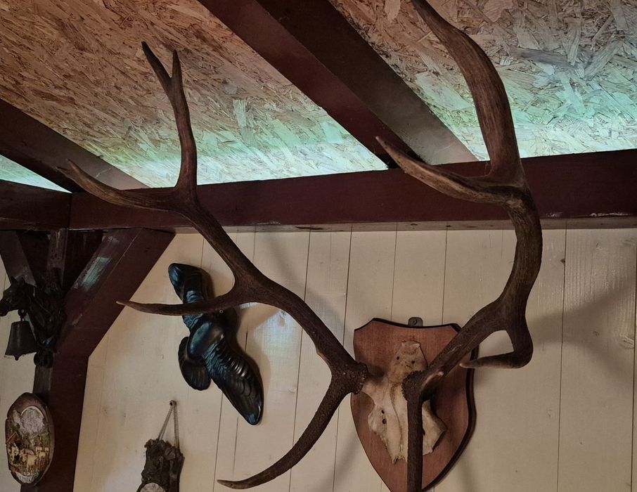 Vând coarne cerb 82 cm